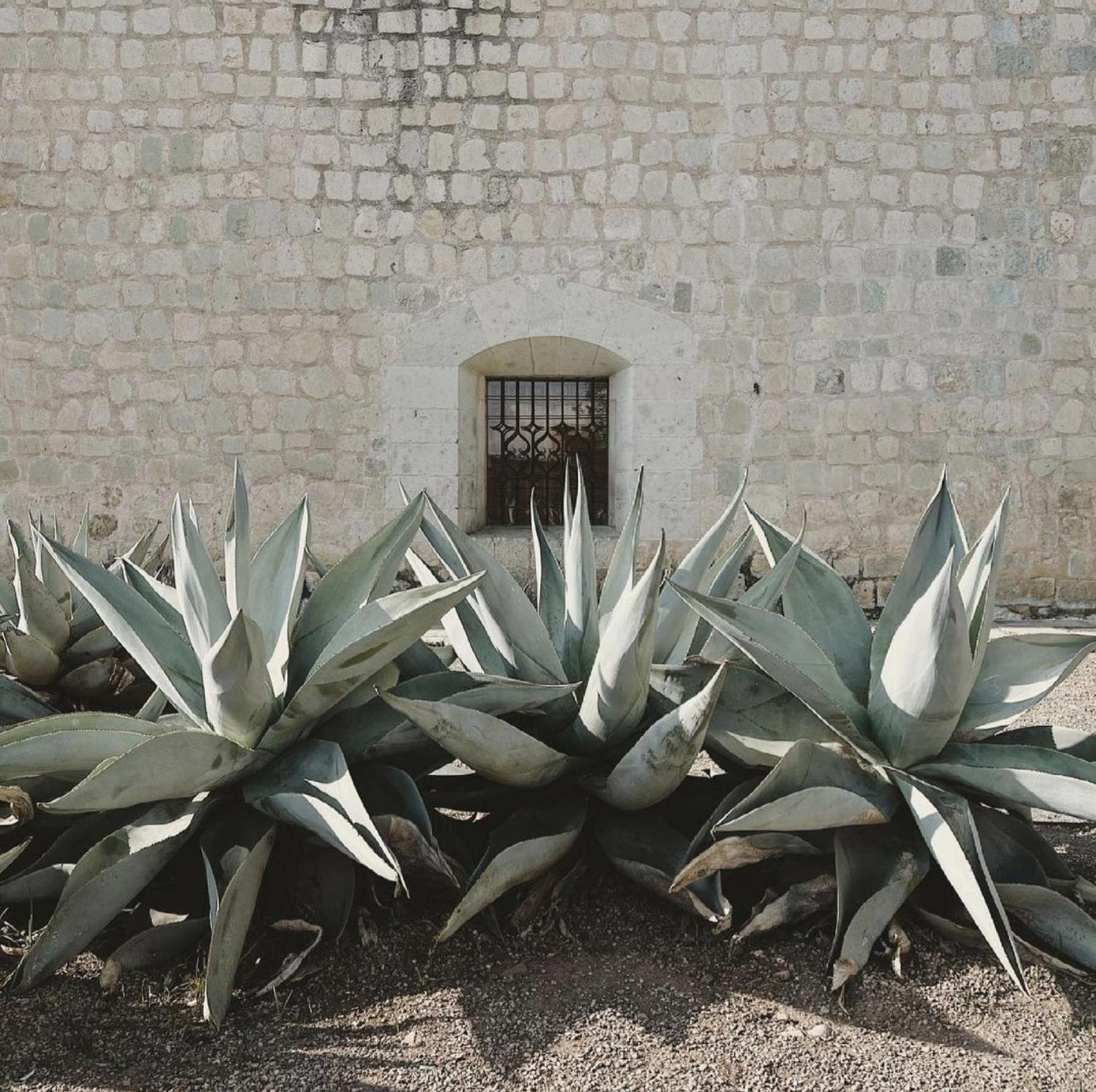 Casa Bonita Hotel & Cocina Oaxaca Exteriör bild